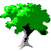 Kauri Tree